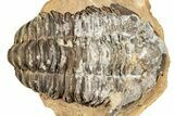 Fossil Calymene Trilobite In Nodule (Pos/Neg) - Morocco #251728-1